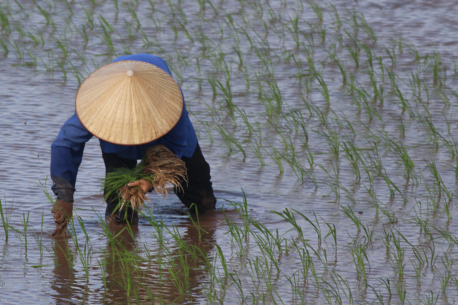 IRRI, CCAFS, CCAC boost GHG mitigation in Vietnam to reach NDC targets