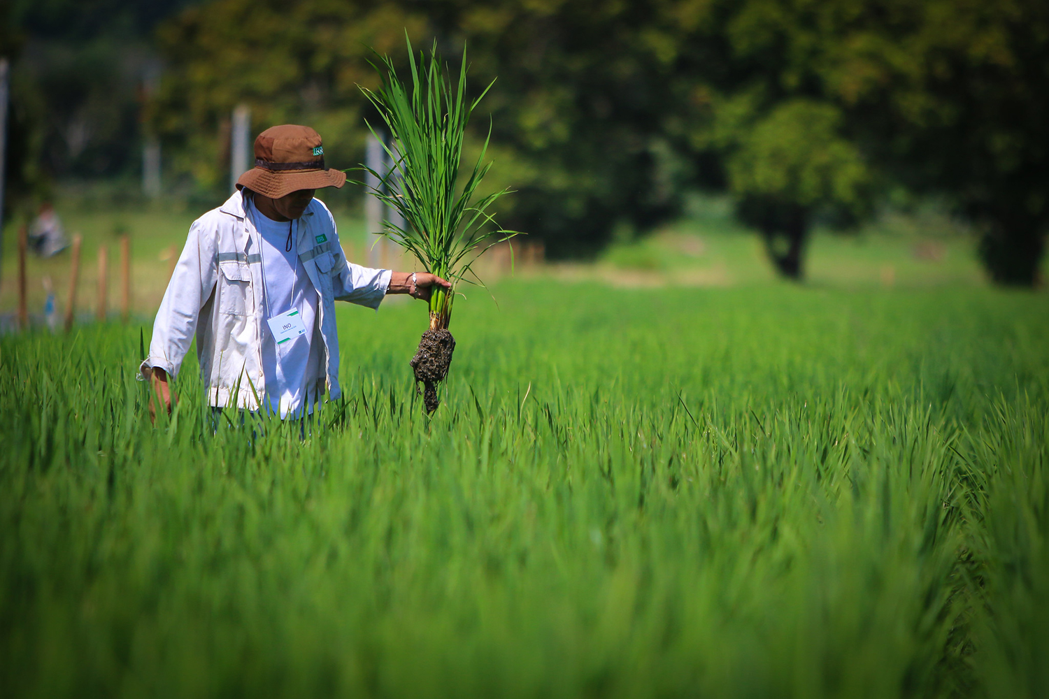 IRRI committed to working with partners, governments to ensure continued food and nutritio...