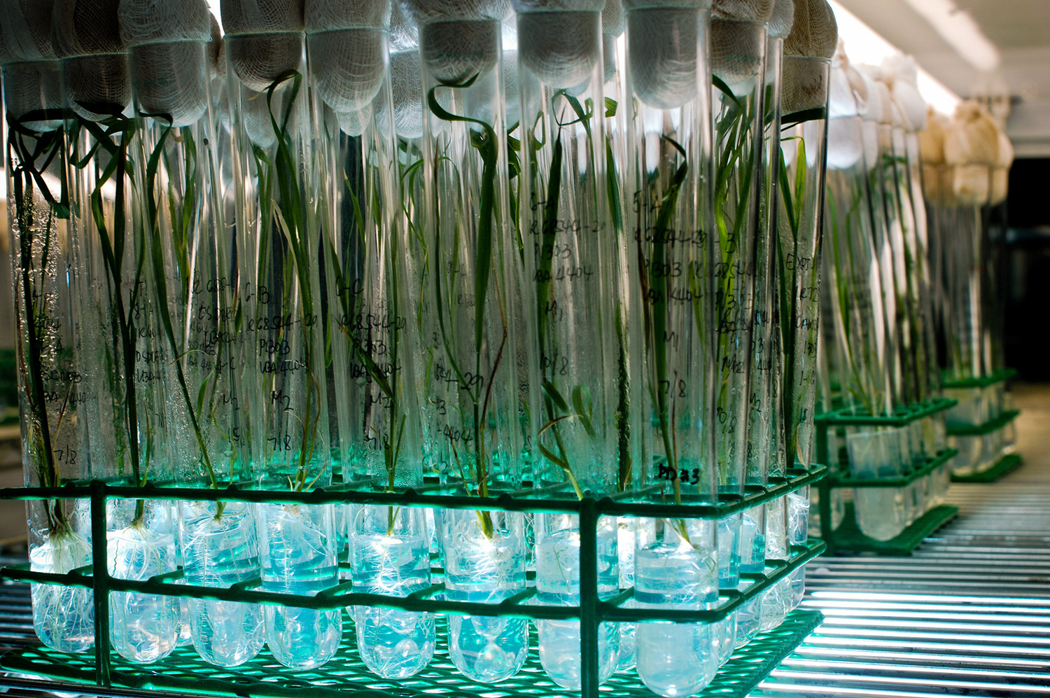 Partnership between IRRI and AgriPlex enhances genotyping support for rice breeders worldw...