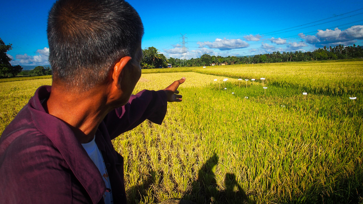 Conservation agriculture key in meeting UN Sustainable Development Goals