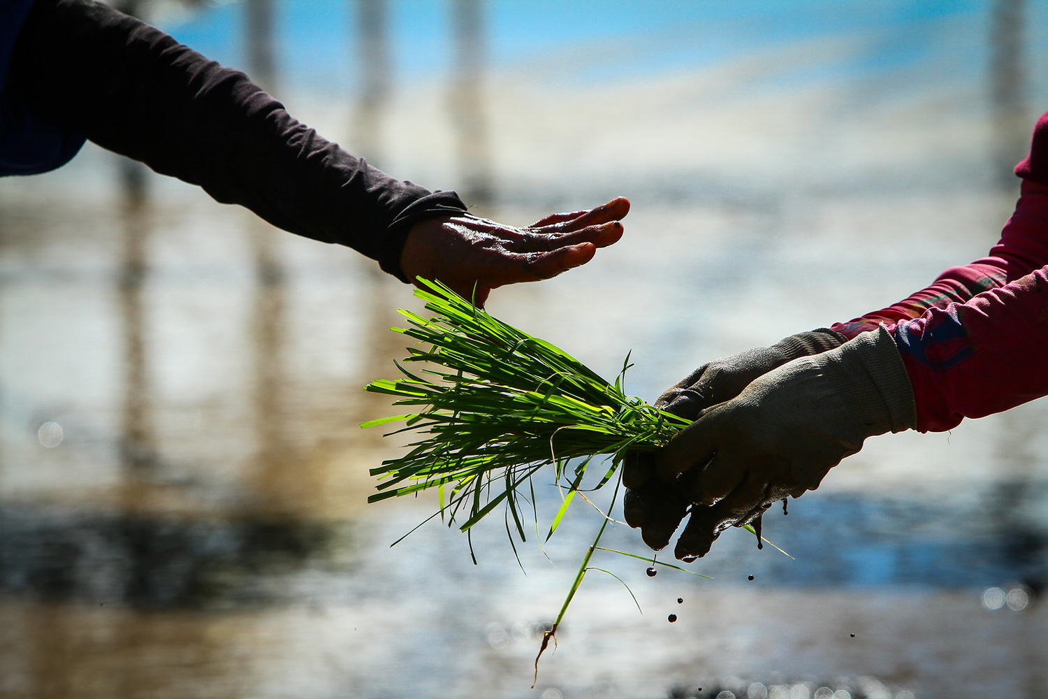 Invitation to join the One CGIAR Common Board