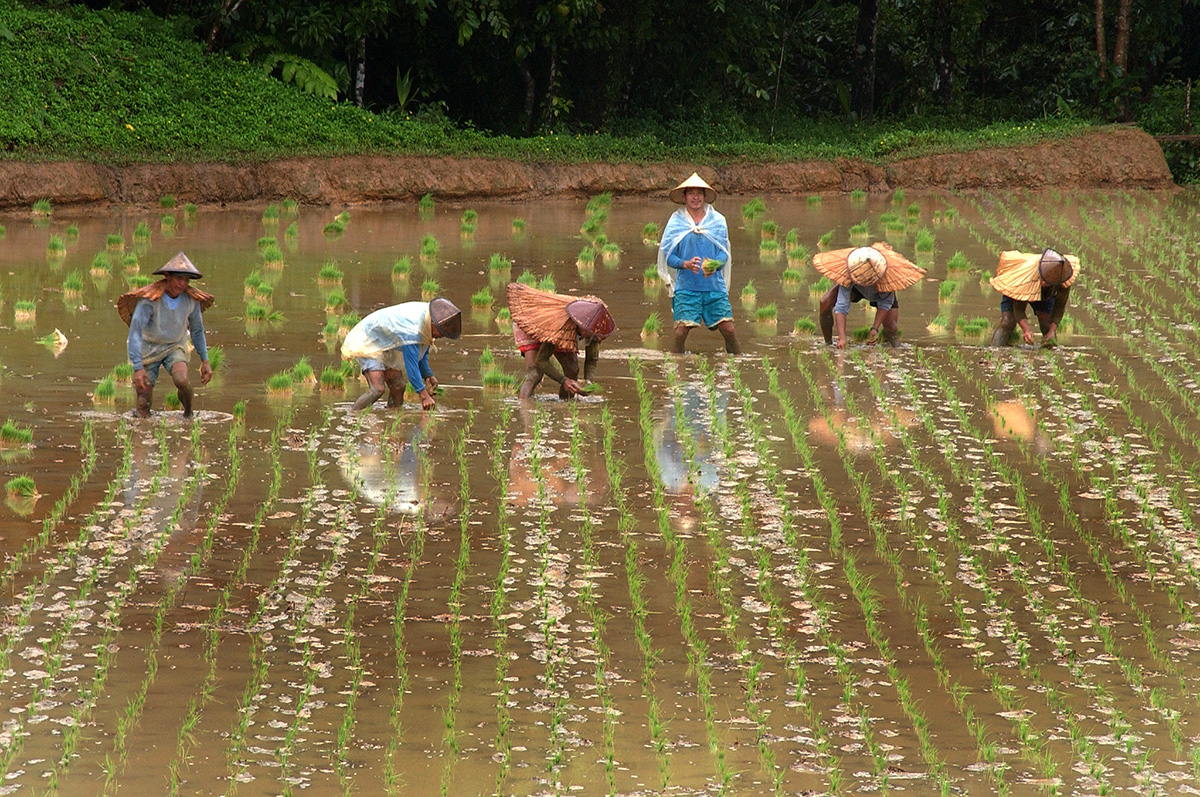 What the COVID-19 led Global Economic Recession could mean for Rice-Based Food Security in...