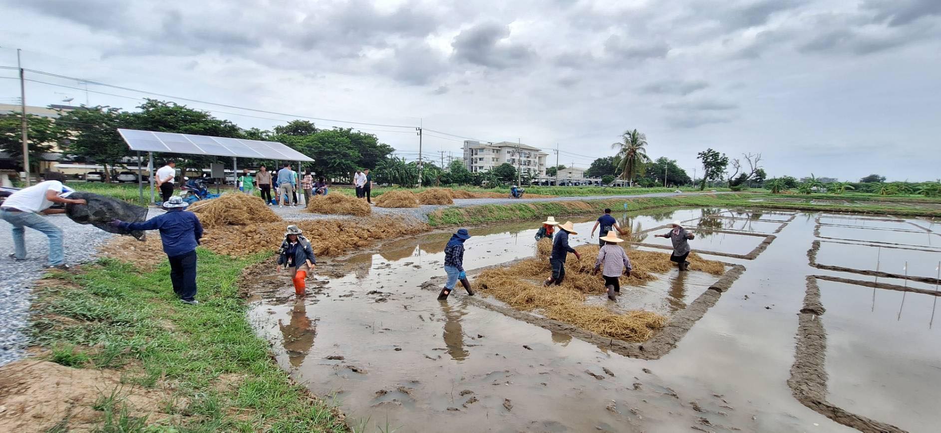 Thailand Rice Research Partnership Takes Root in Fields of Innovation