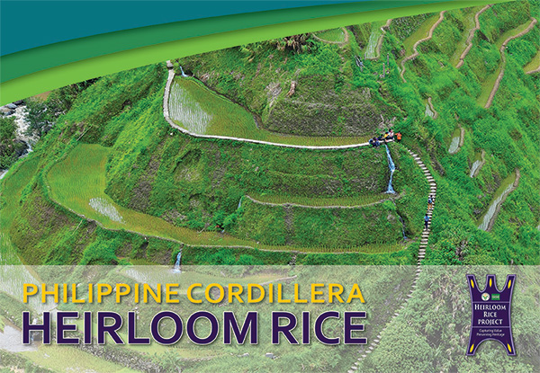 Phillippine Cordillera Heirloom Rice
