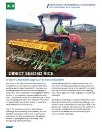 Direct Seeded Rice