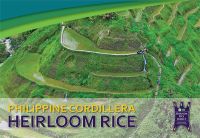 Phillippine Cordillera Heirloom Rice