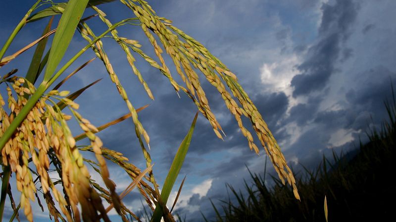 Engineering humanity's most important crops for a warming planet