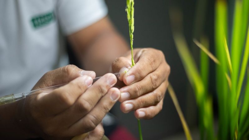 Big leap or small steps? How relentless rice breeding laid the foundation for modern food security