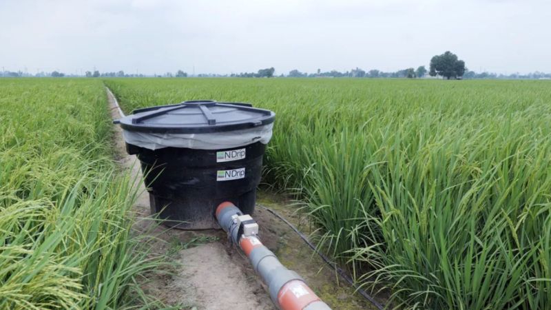 Less methane, more rice: How Google's sustainability initiative could offer a water-positive blueprint for Global South rice farming
