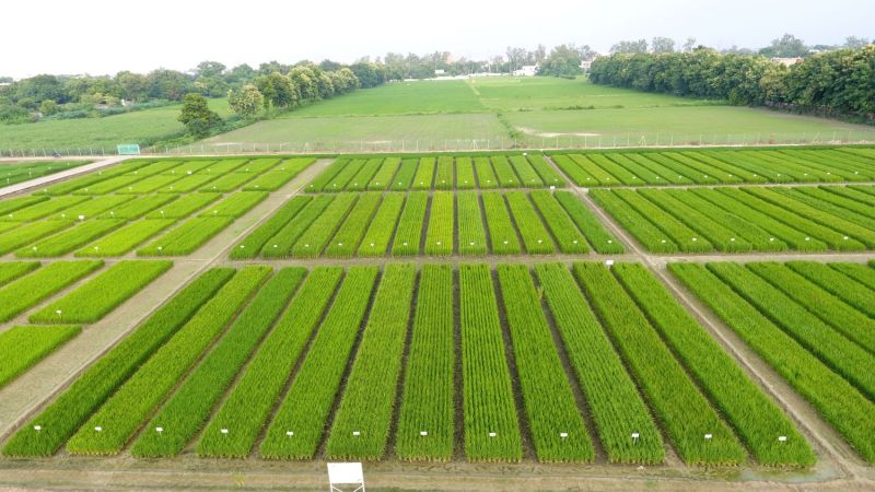 Growing returns: How rice research investments generated significant economic benefits in four Asian countries
