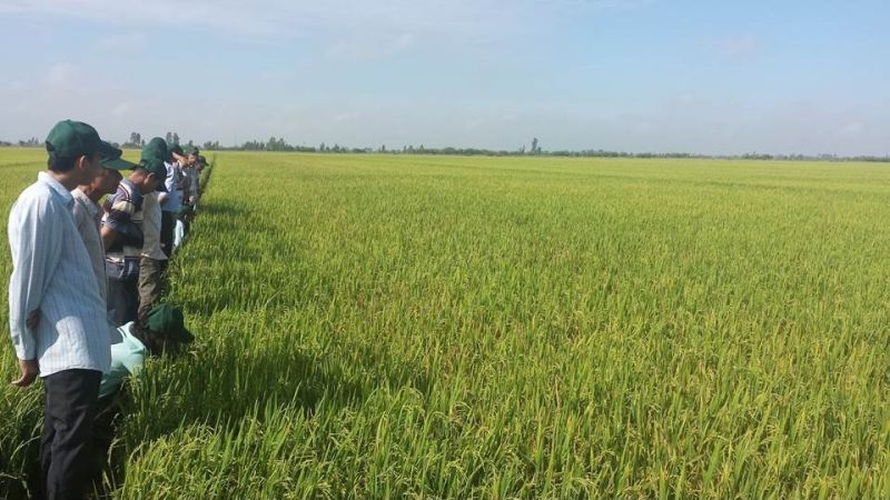 Why policy and stakeholder support, not just carbon credits, will be critical for low-emission rice adoption
