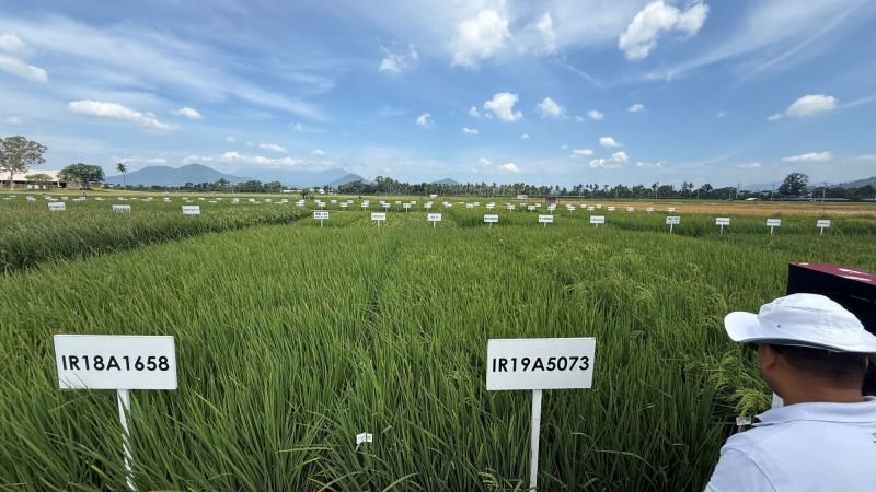 A new blueprint for crop breeding: IRRI's OneRice Framework forges a faster, more efficient path to global food security
