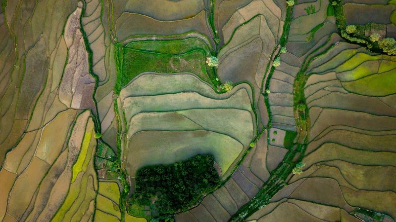 Assessing the historical impact of stress-tolerant rice varieties using Earth Observation and Artificial Intelligence