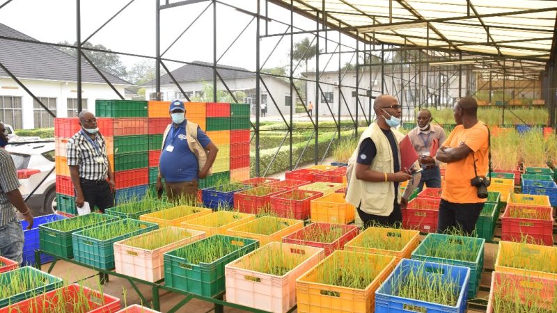 The Impact of IRRI's Regional Crop Improvement Hub on Regional Food Security in Africa